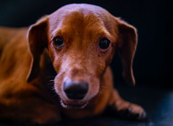 Close-up portrait of dog