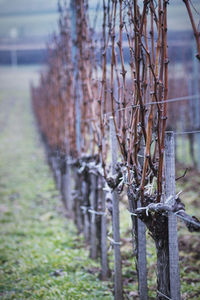 Close-up of barbed wire