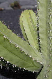 Close-up of succulent plant