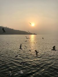 Birds swimming in sea at sunset
