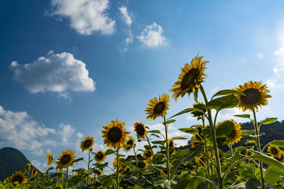 Sunflower field
