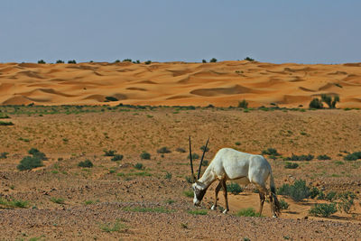 Horse standing on sand dune in field against clear sky