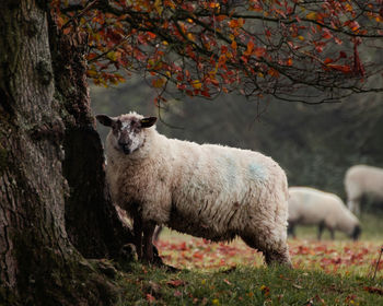 Sheep standing in a field
