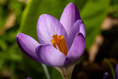 Close-up of purple flower