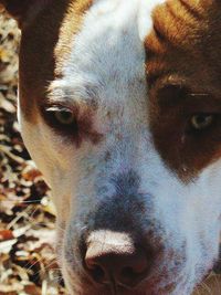 Close-up portrait of a dog