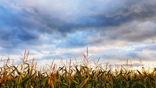 Crops growing on field against sky