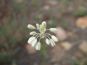 Close-up of white flowering plant