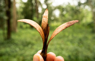 Close-up of hand holding plant
