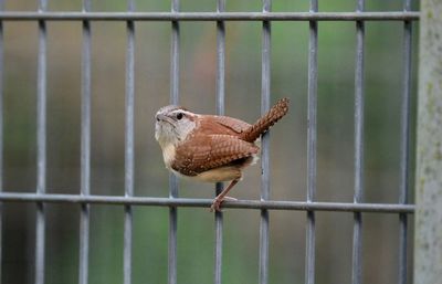 Bird in cage