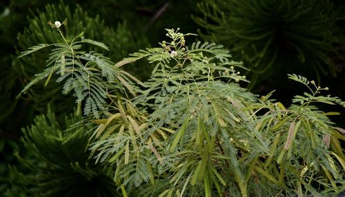 Close-up of pine tree