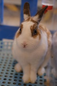 Close-up of white cat