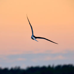 Silhouette bird flying against sky during sunset