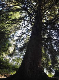 Low angle view of tree against sky