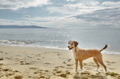 Dog on beach