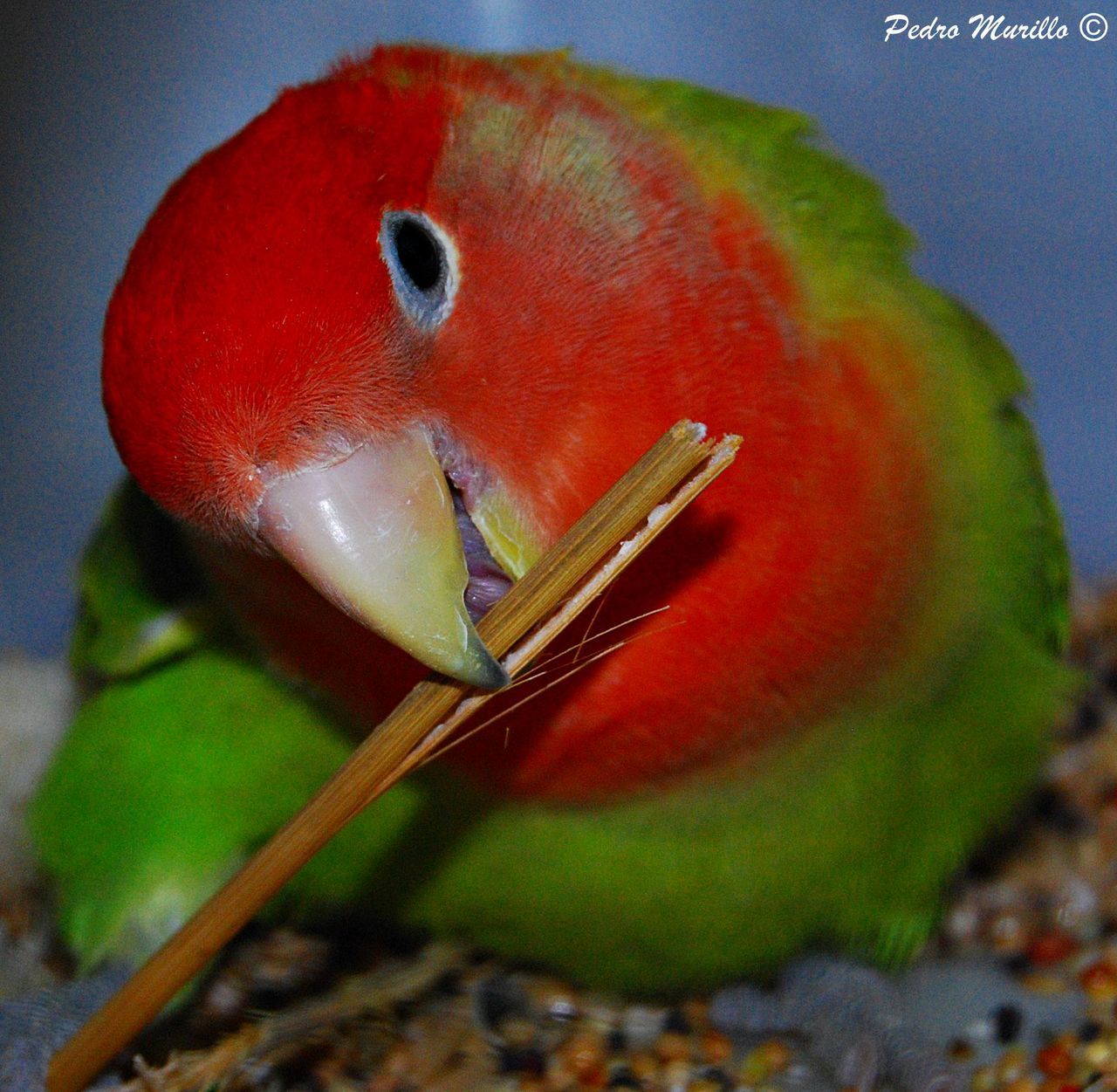 one animal, animal themes, close-up, animals in the wild, bird, multi colored, no people, animal wildlife, indoors, day, pets, nature