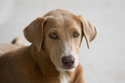 Close up on the face of a gray dog looking at the camera.