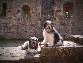 Dogs in front of an old castle 