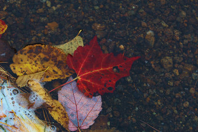 High angle view of maple leaf on fallen leaves