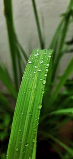 Close-up of wet plant