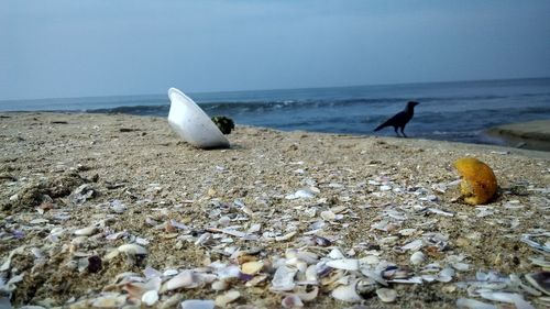 Birds on beach against sky