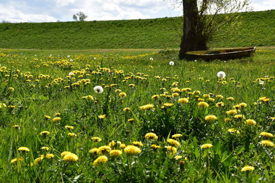 Fresh yellow flowers in field