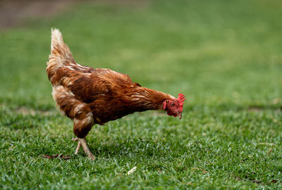 Close-up of a chicken on field