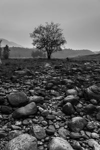 Tree and pebbles on beach against sky