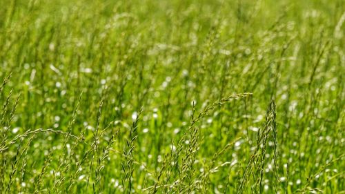 Close-up of plants growing in field