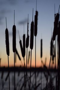 Close-up of silhouette plants against sky at sunset