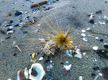 High angle view of dandelion on beach