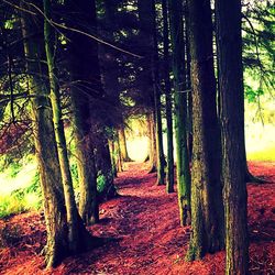 Pathway along trees in forest