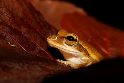 Close-up of frog on leaf