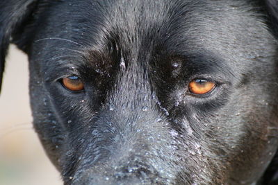 Close-up portrait of wet dog