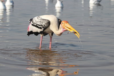 View of bird drinking water