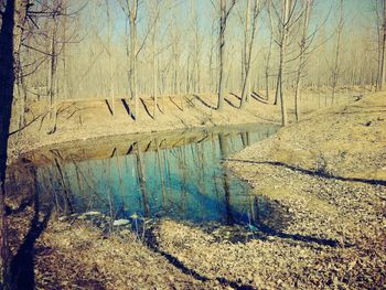 Scenic view of lake in forest