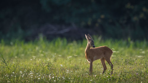 Deer standing on grass
