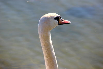 Close-up of swan swimming in lake