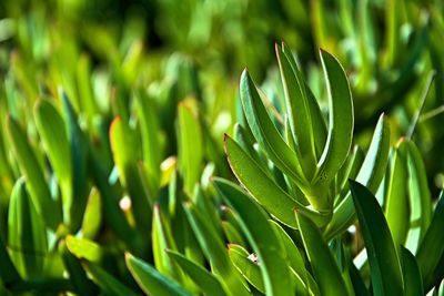 Close-up of plant growing on field