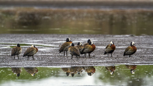 Flock of birds at lakeshore