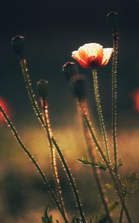 Close-up of flowering plant against blurred background