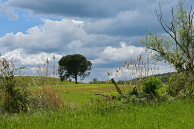 Scenic view of field against sky