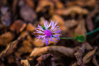 Close-up of purple flower blooming outdoors