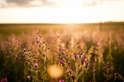 Purple flowering plants on field against sky