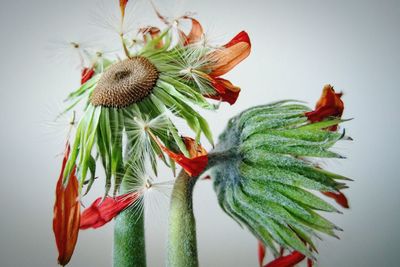 Close-up of red flowers