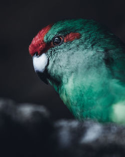 Close-up of parrot