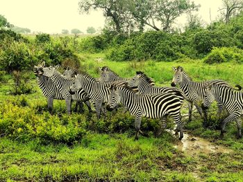 Zebra on field against trees