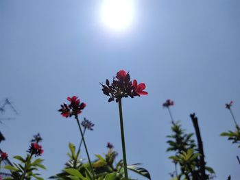 Low angle view of flowering plant against sky