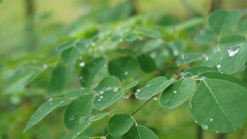 Close-up of raindrops on leaves