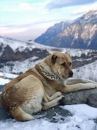 View of animal on snow covered mountain