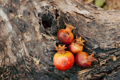 Close-up of apples on tree